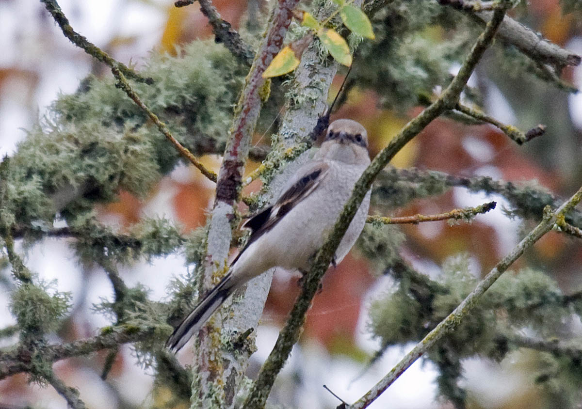 Northern Shrike