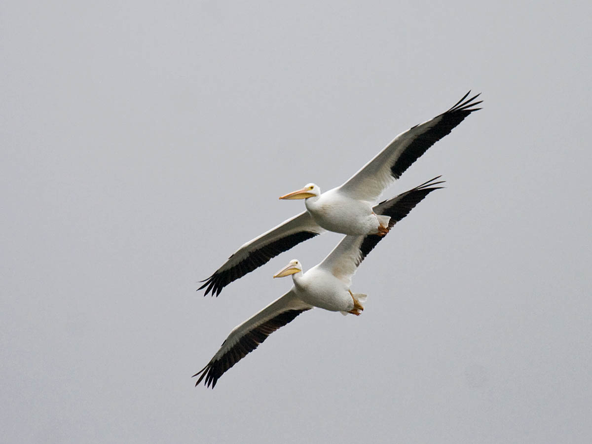 American White Pelican