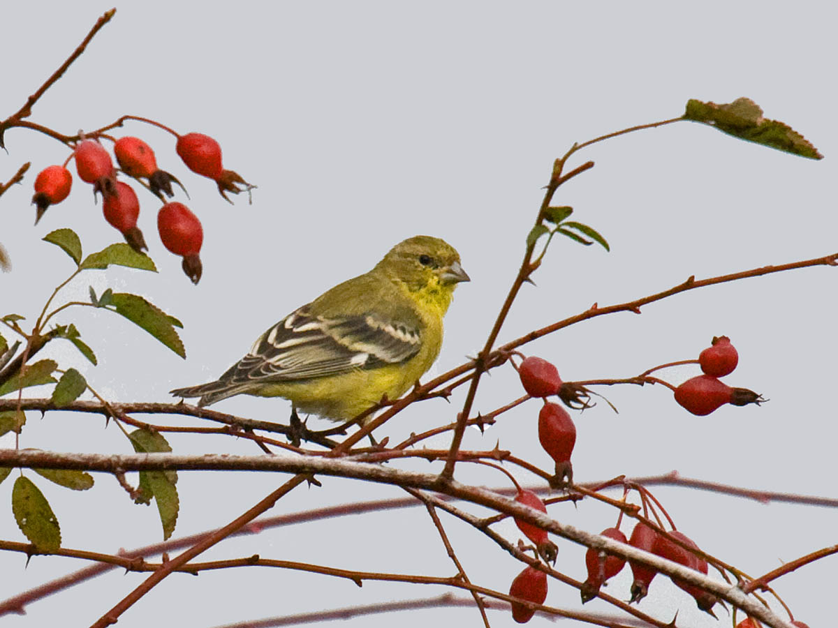 Lesser Goldfinch