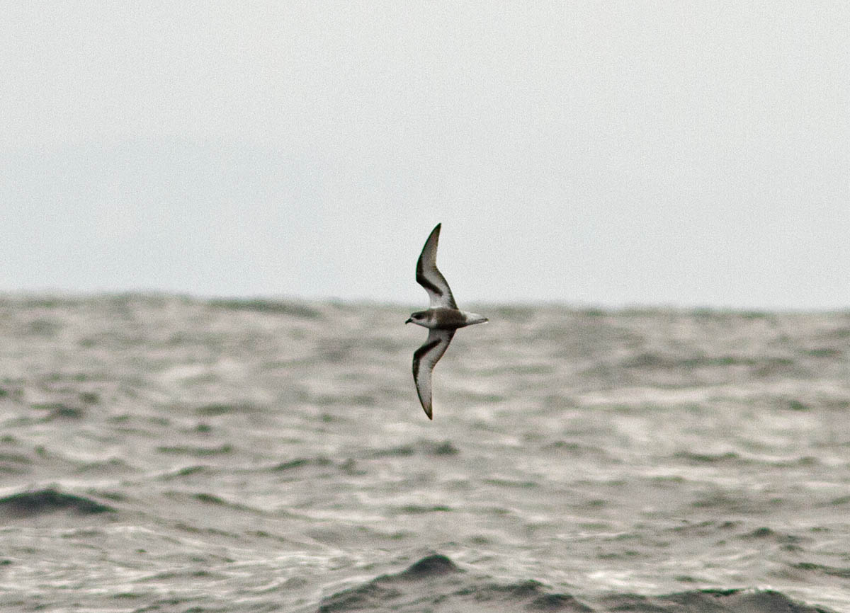 Mottled Petrel by Ryan Abe