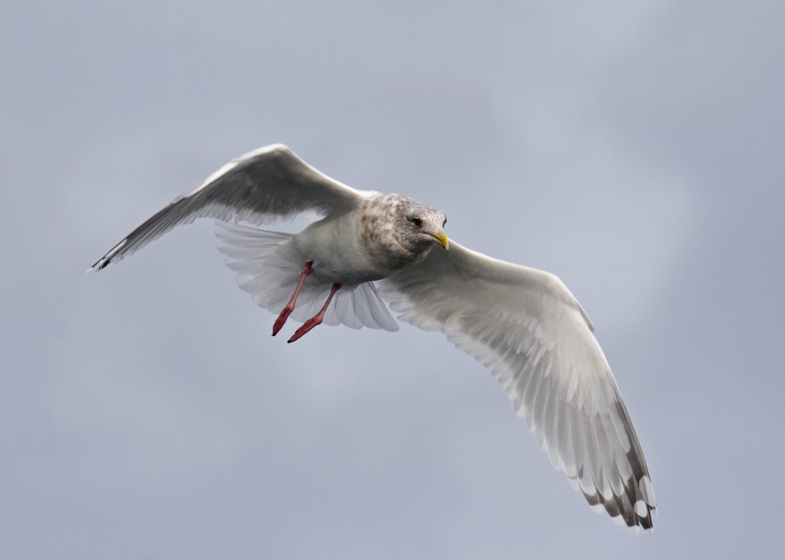 Thayers Gull