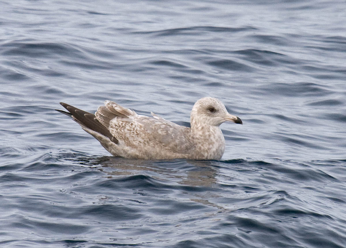Thayers Gull