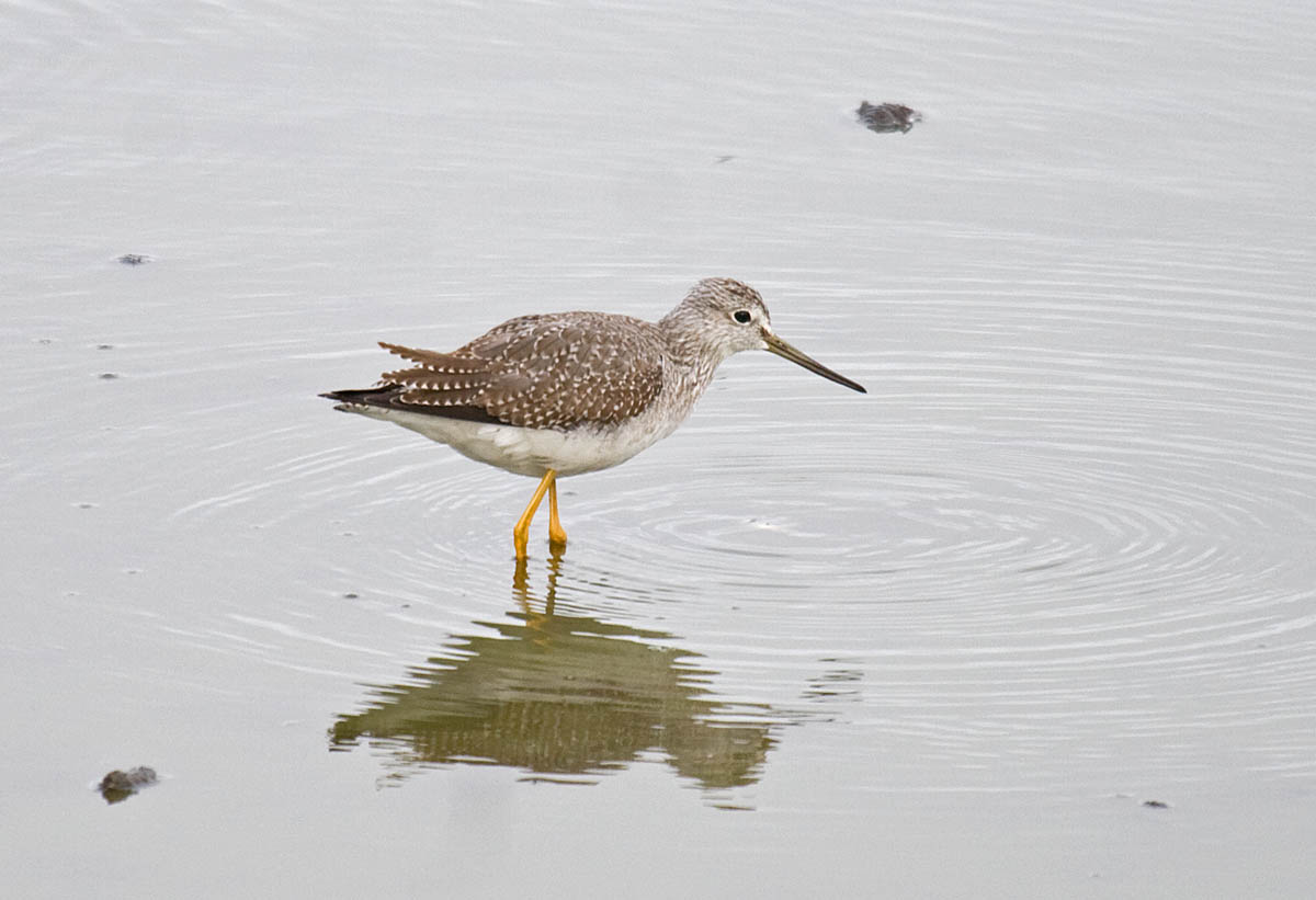 Greater Yellowlegs