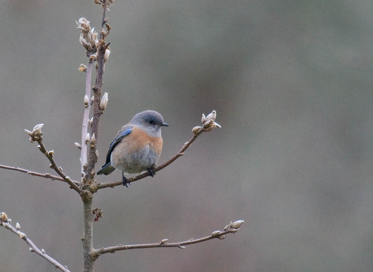Western Bluebird
