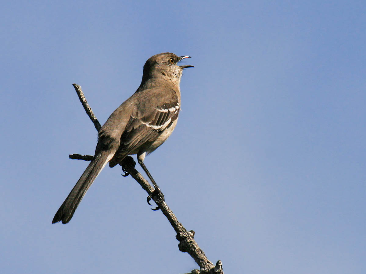 Northern Mockingbird