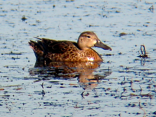 Blue-winged Teal