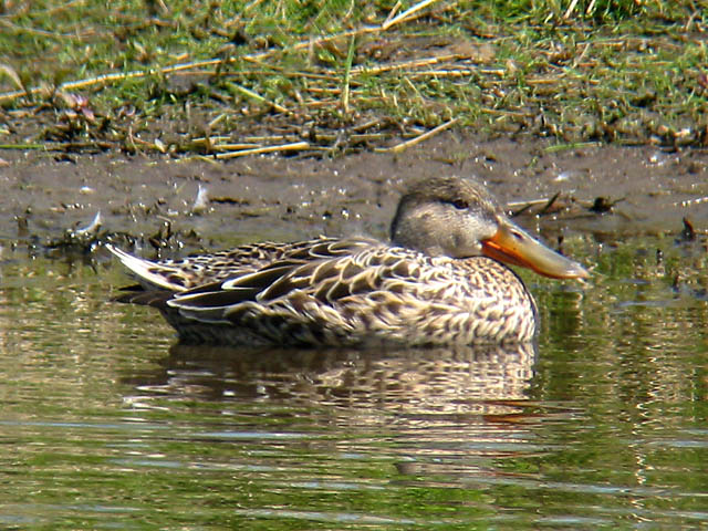 Northern Shoveler