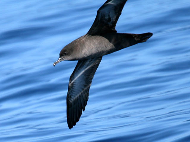 Sooty Shearwater