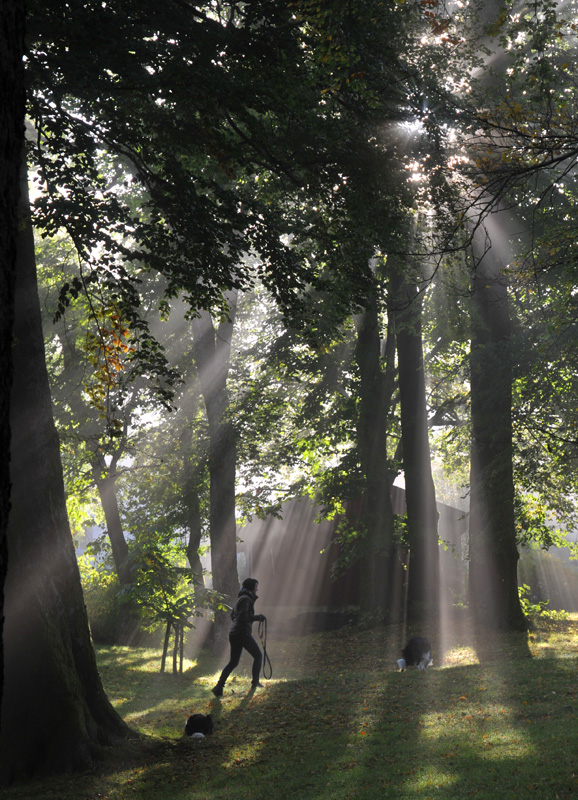 Woman walking the dogs