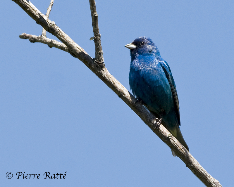 Passerin Indigo, Indigo Bunting