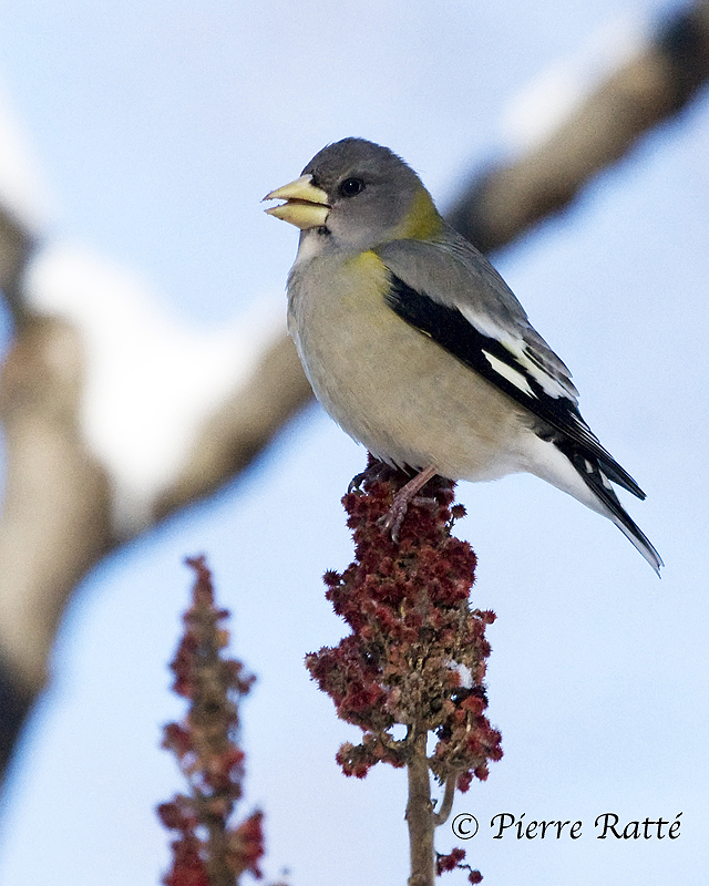 Gros-bec errant femelle, Evening Grosbeak