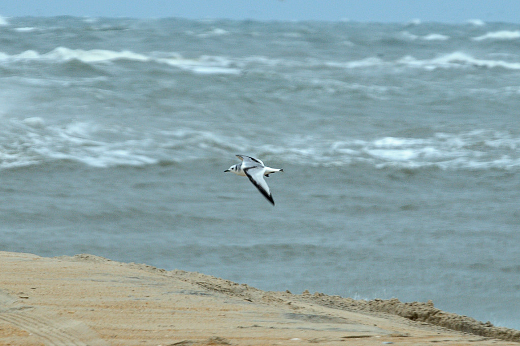 Kittiwake_Black-legged HS4_7769.jpg