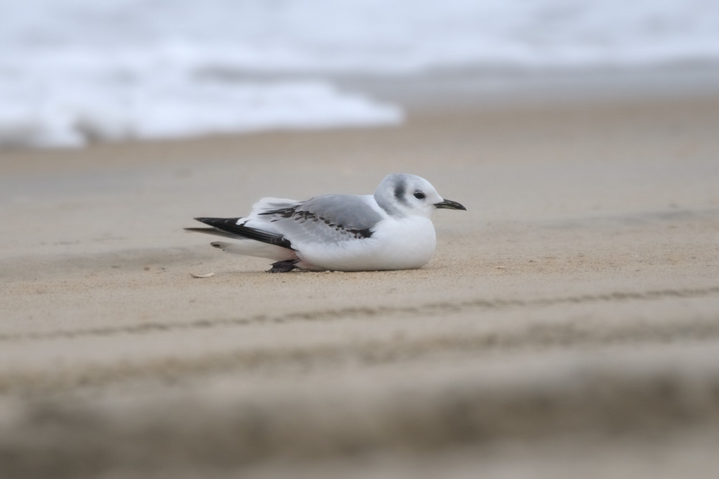 Kittiwake_Black-legged HS4_7870.jpg