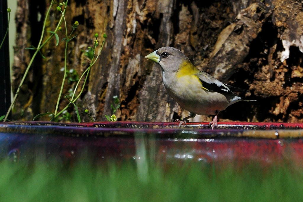 Grosbeak_Evening  HS8_2682.jpg