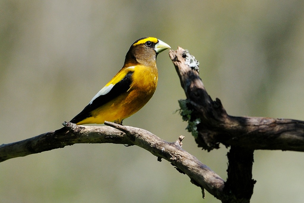 Grosbeak_Evening HS8_2611.jpg