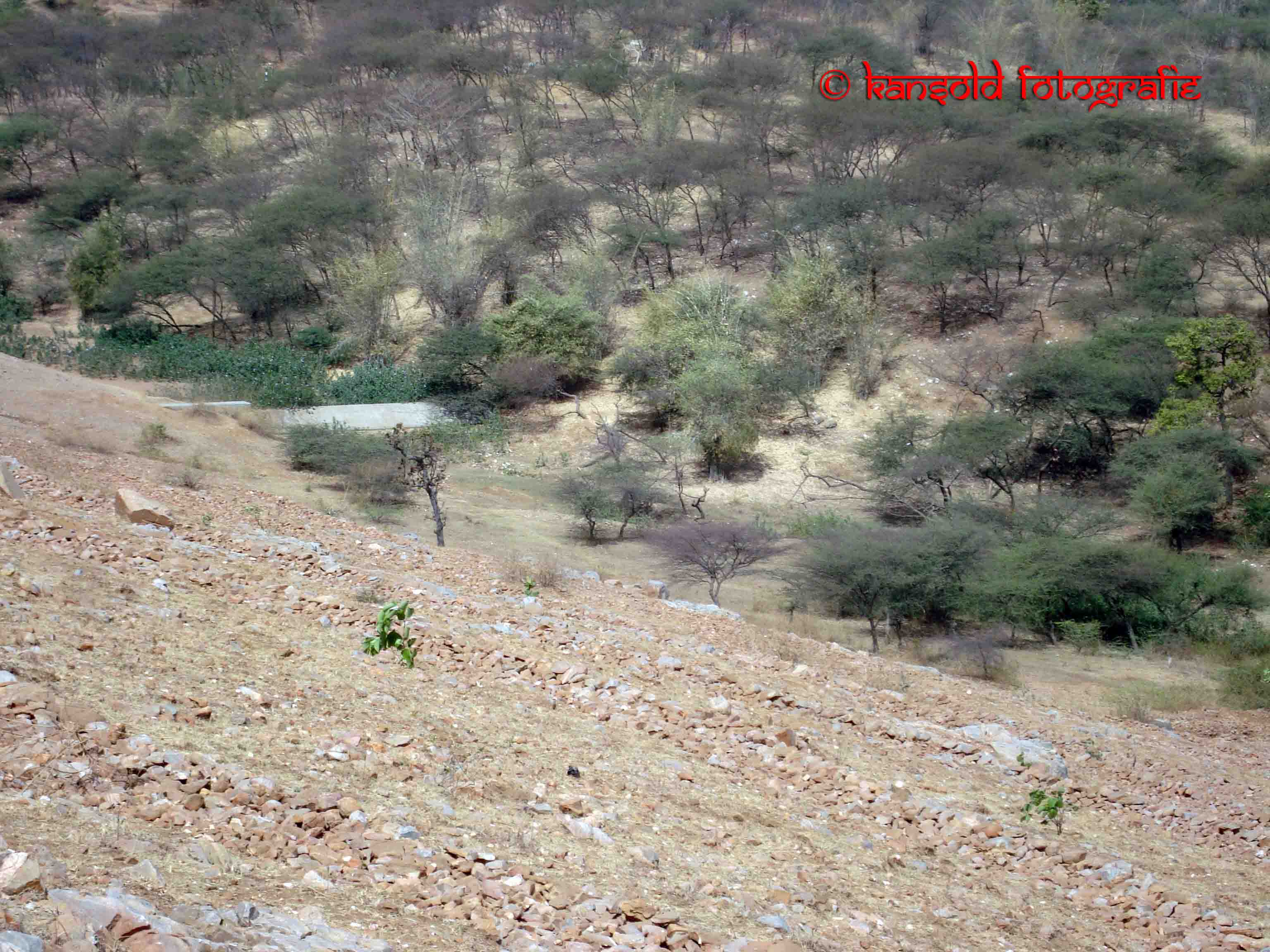 Devgadh Baria (12).JPG