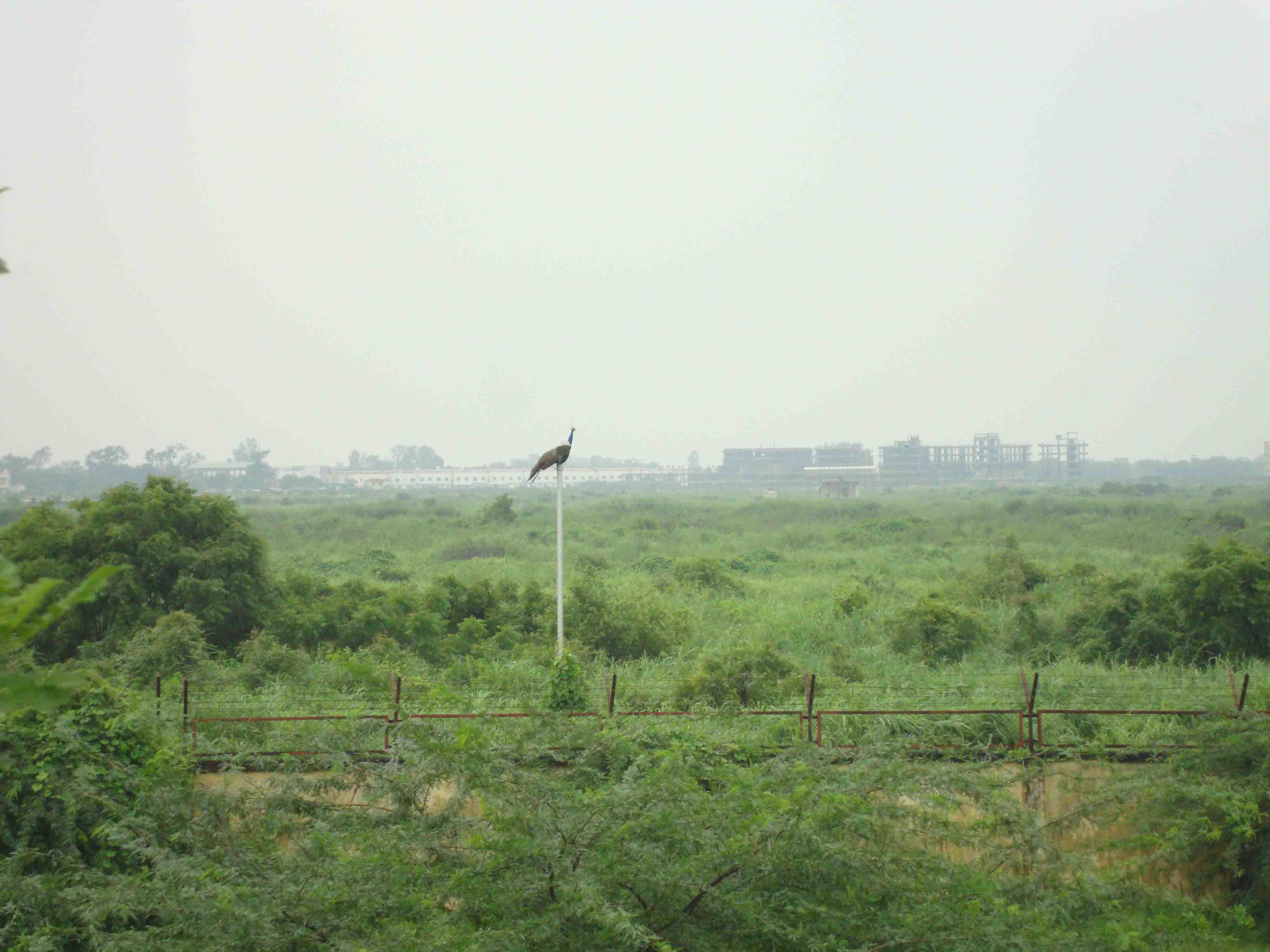 DSC08535.JPG