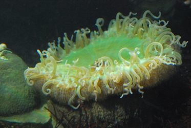 sea_life