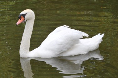 Swan, Lisbon, Portugal