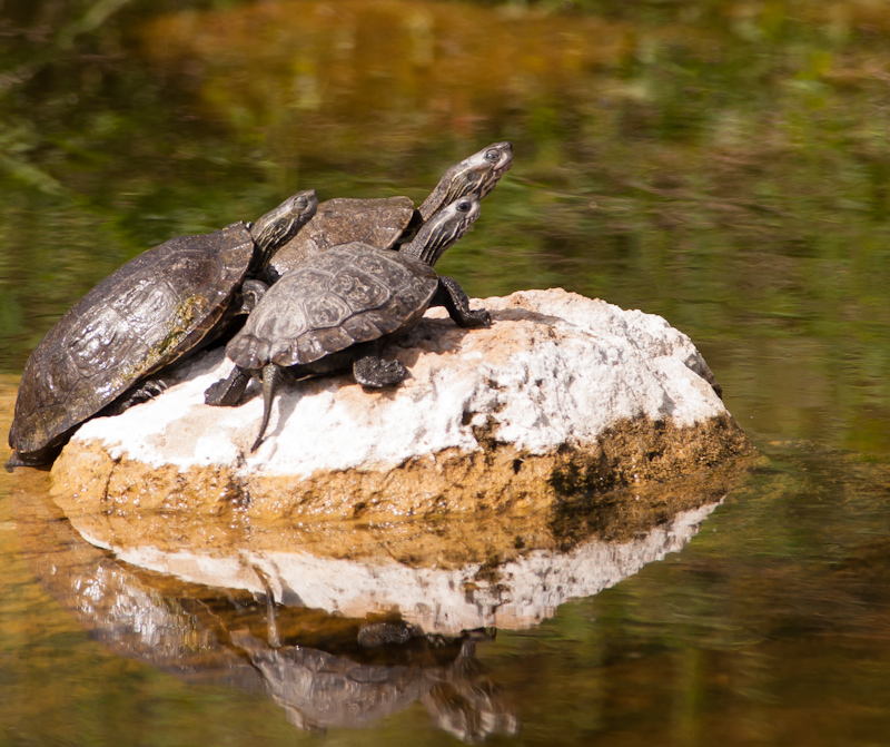 Kaapse beekschildpad