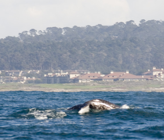 Gray Whale.jpg