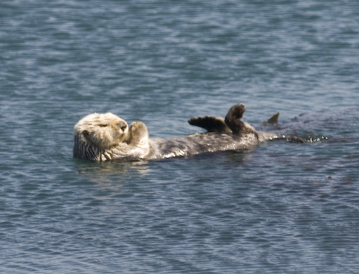 Sea Otters.jpg