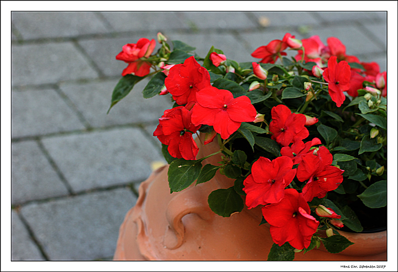 Impatiens Sultani