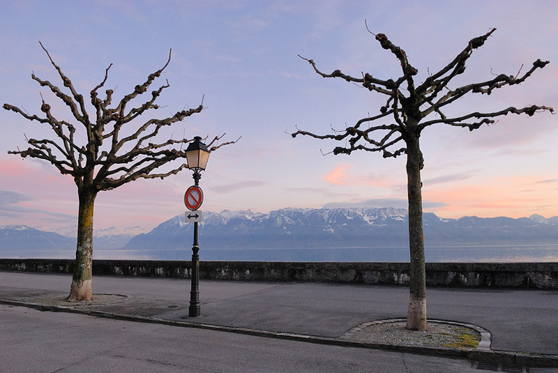 Swiss Trees and French Alps