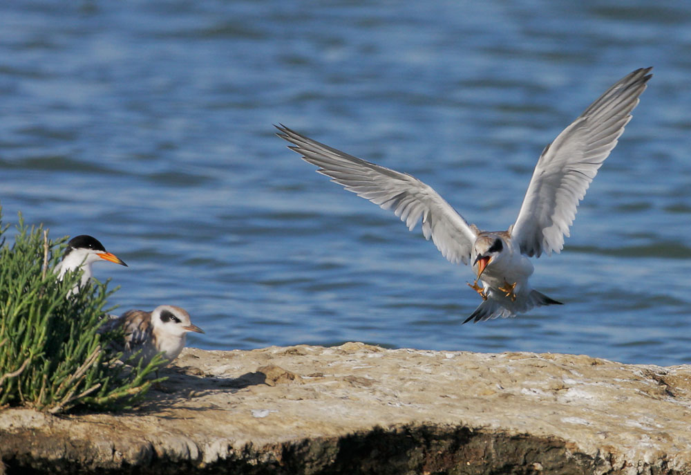 Forsters Terns, juvenile landing