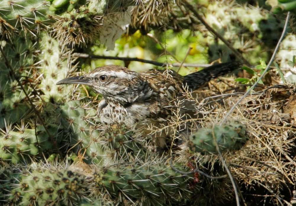 Cactus Wren, at nest