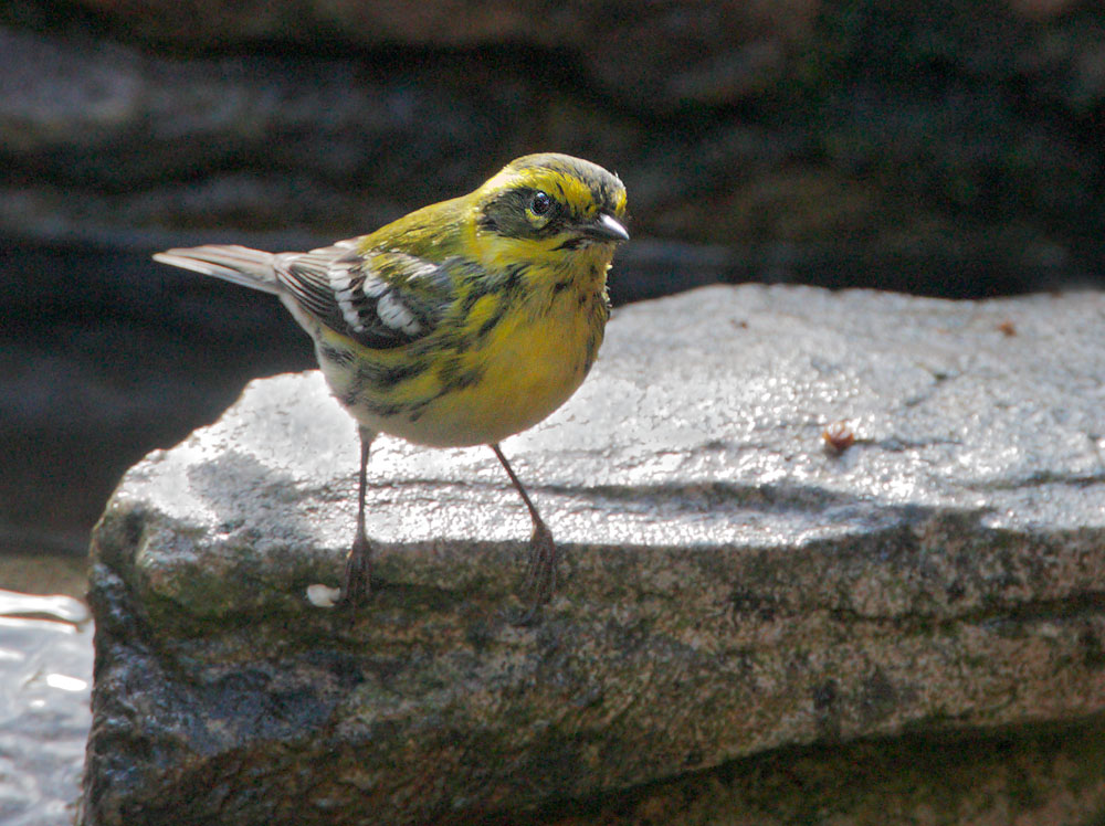 Townsends Warbler, female