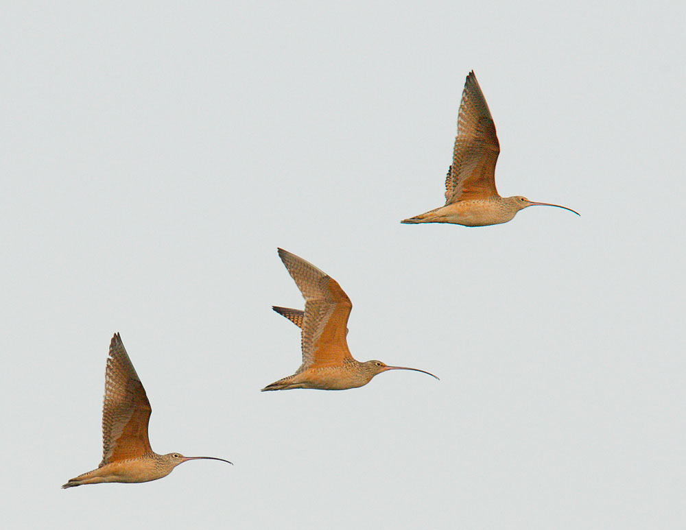 Long-billed Curlews, flying