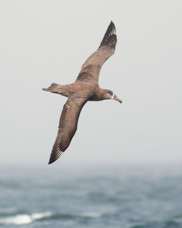 Black-footed Albatross