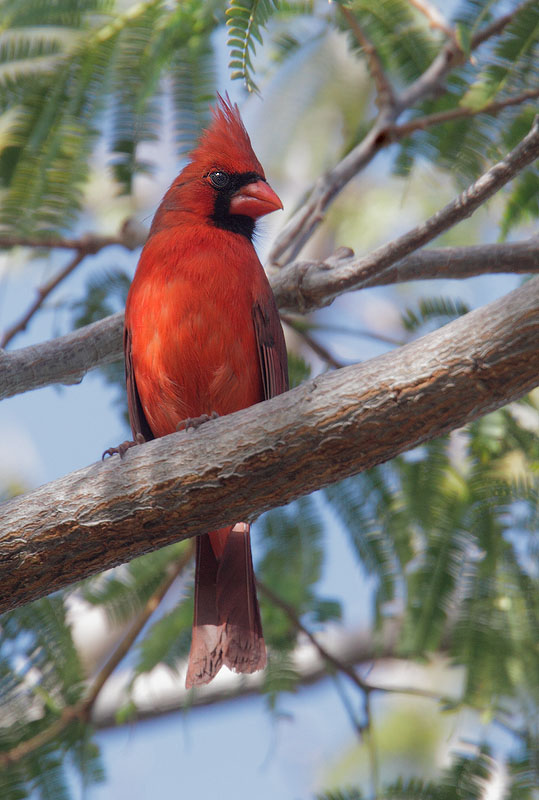 Northern Cardinal, male