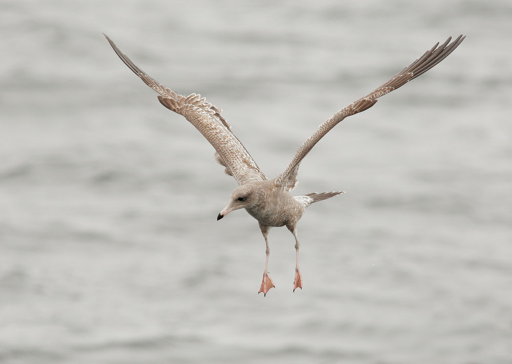 Mew Gull, first winter, flying