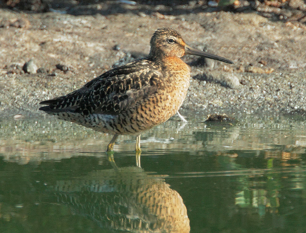 Short-billed Dowitcher