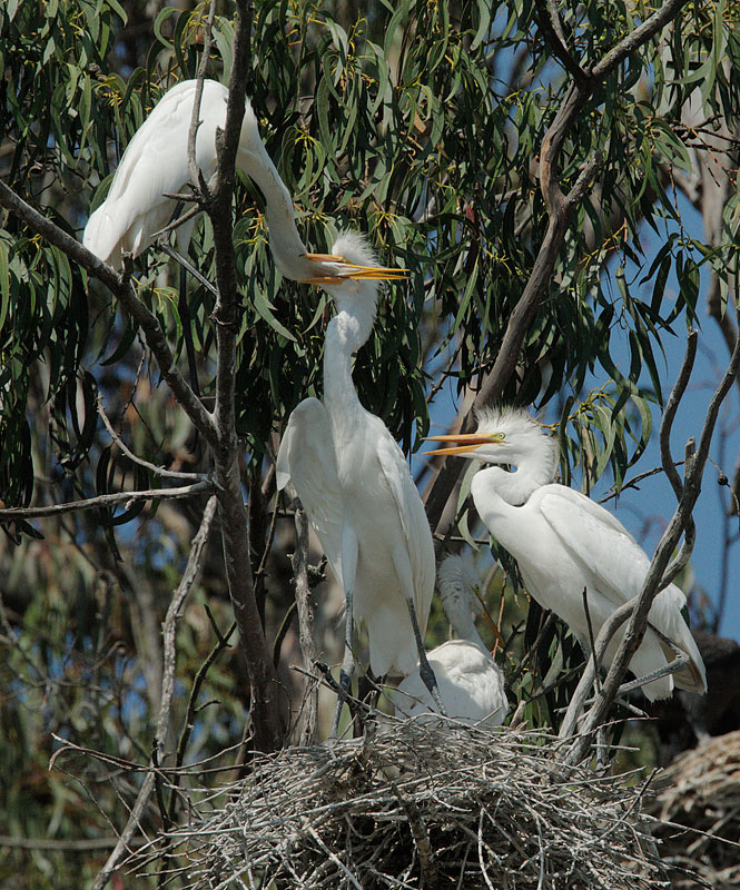 Great Egrets, adult  feeding nestling