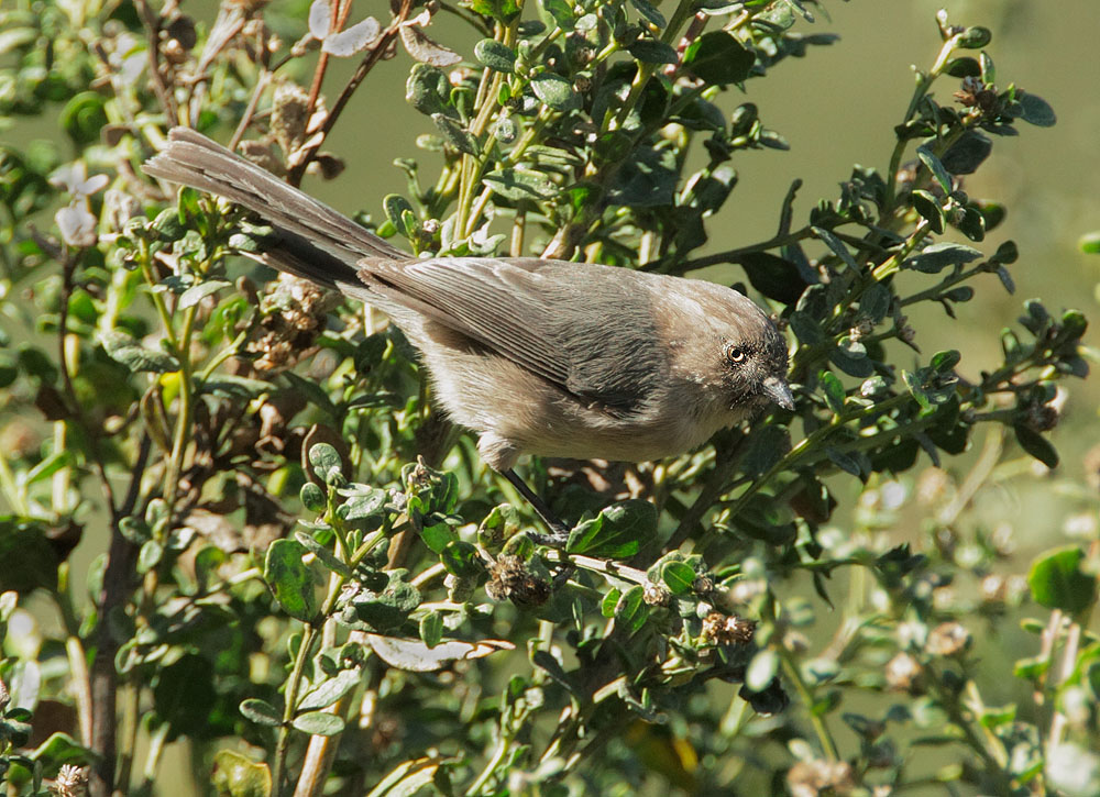 Bushtit, male