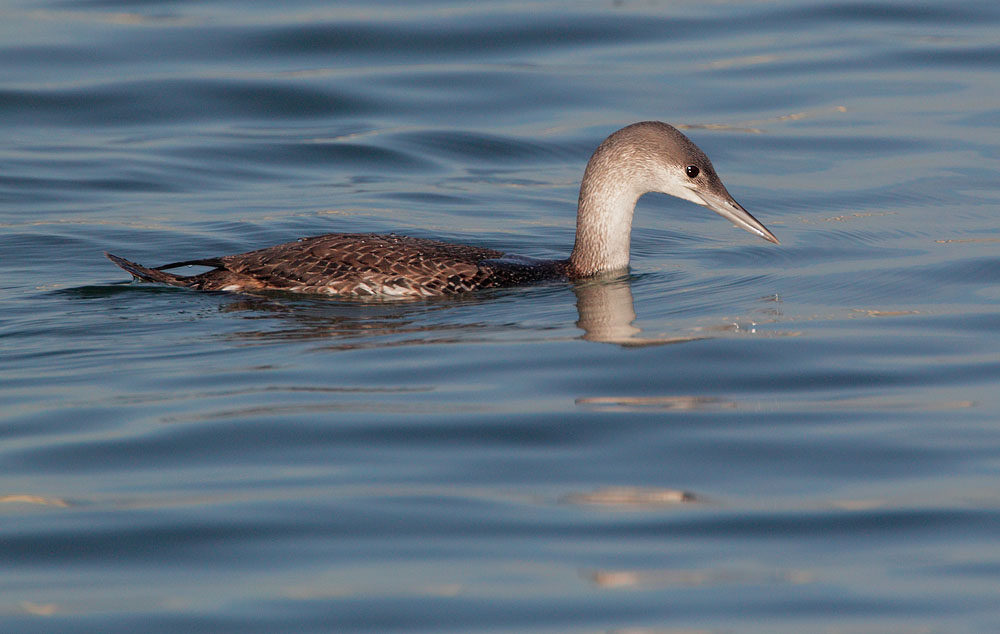 Red-throated Loon, first cycle