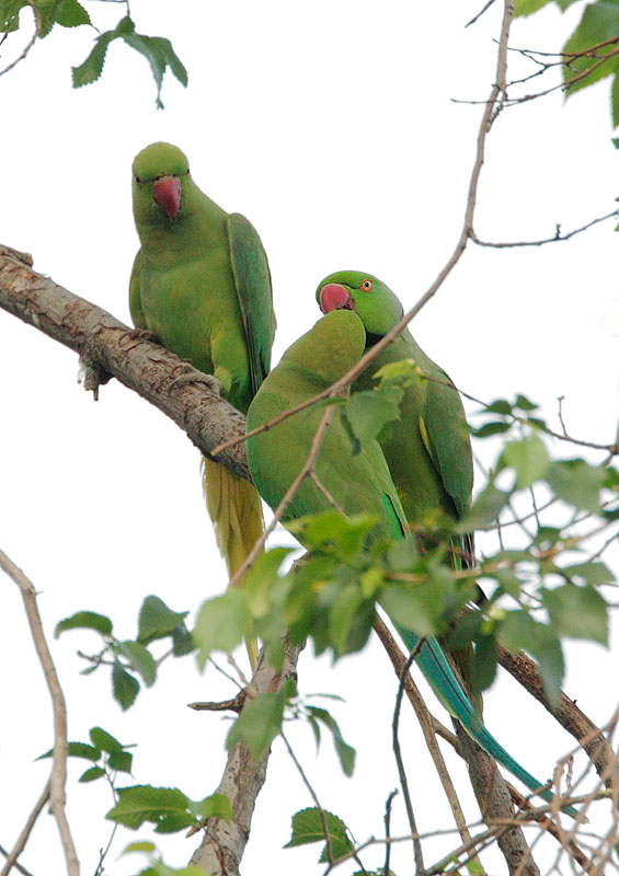 Rose-ringed Parakeets, pair and juvenile