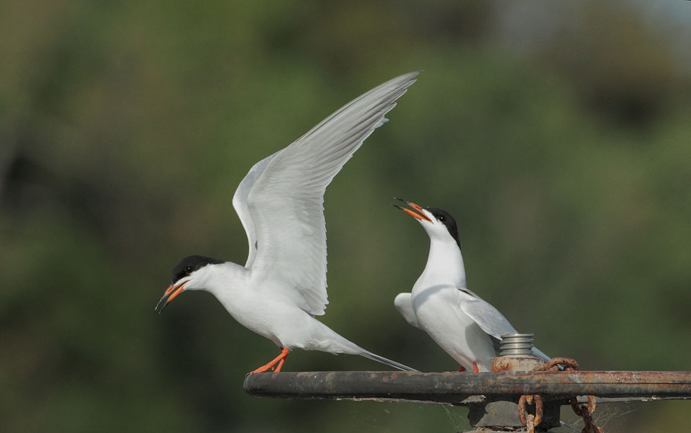 Forsters Terns, pair displaying