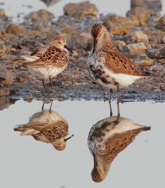 Western Sandpiper and Dunlin, breeding plumage