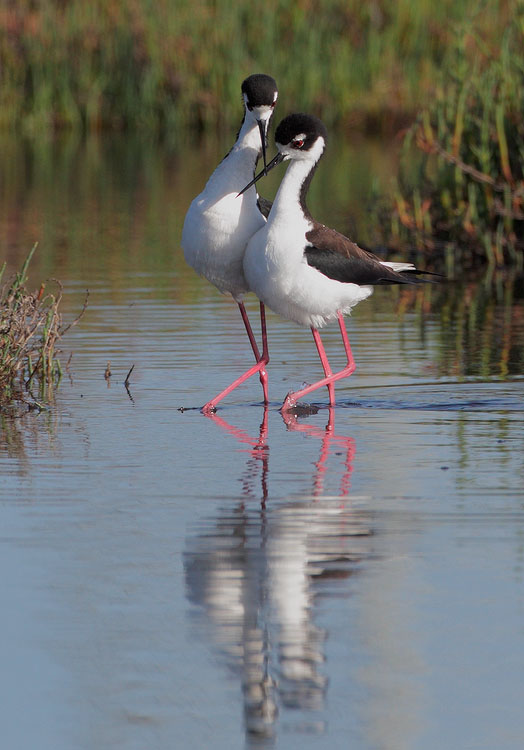 Black-necked Stilts, promenading