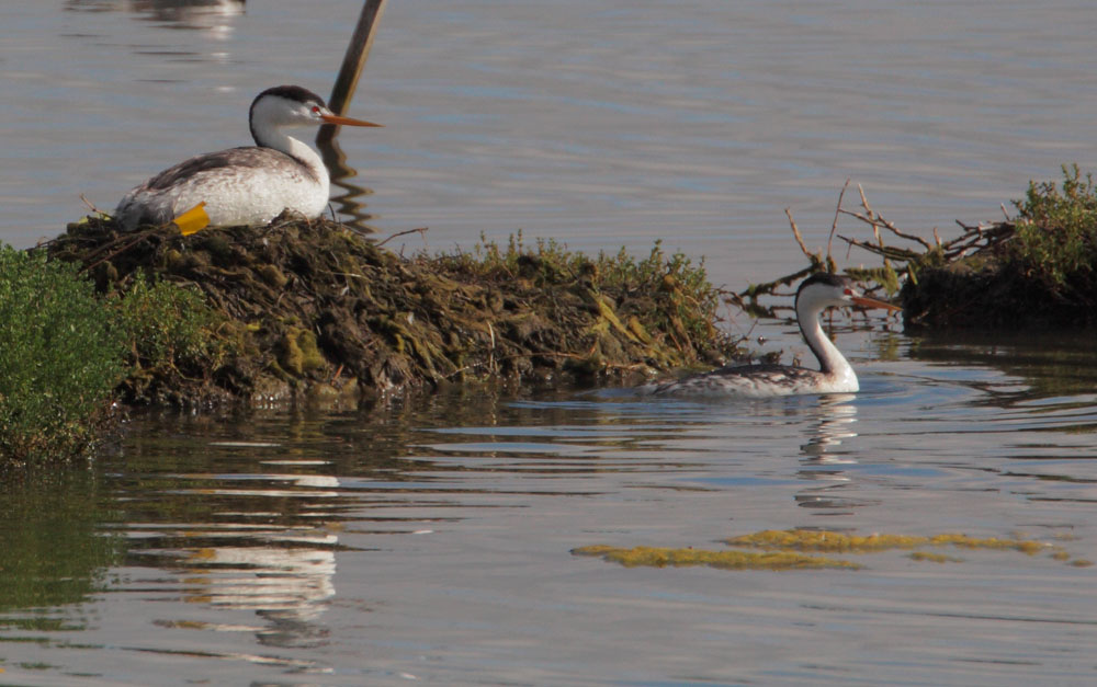 Clarks Grebes, pair at nest 6/30/12