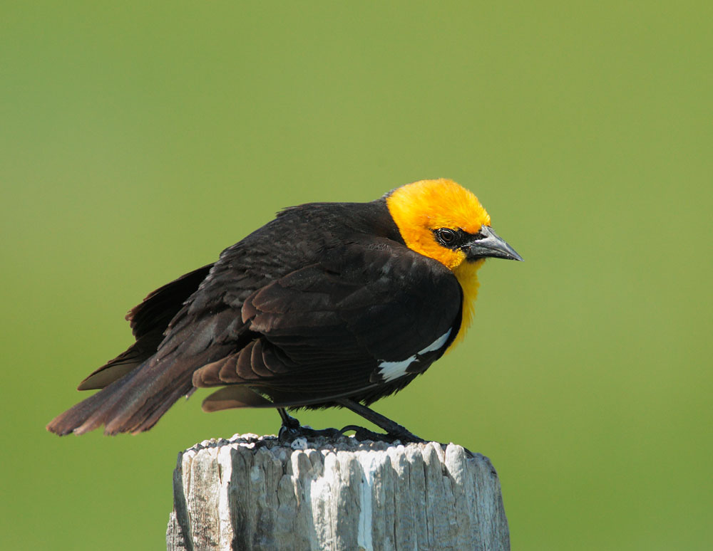 Yellow-headed Blackbird, male