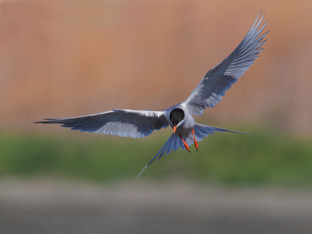 Forsters Tern, flying