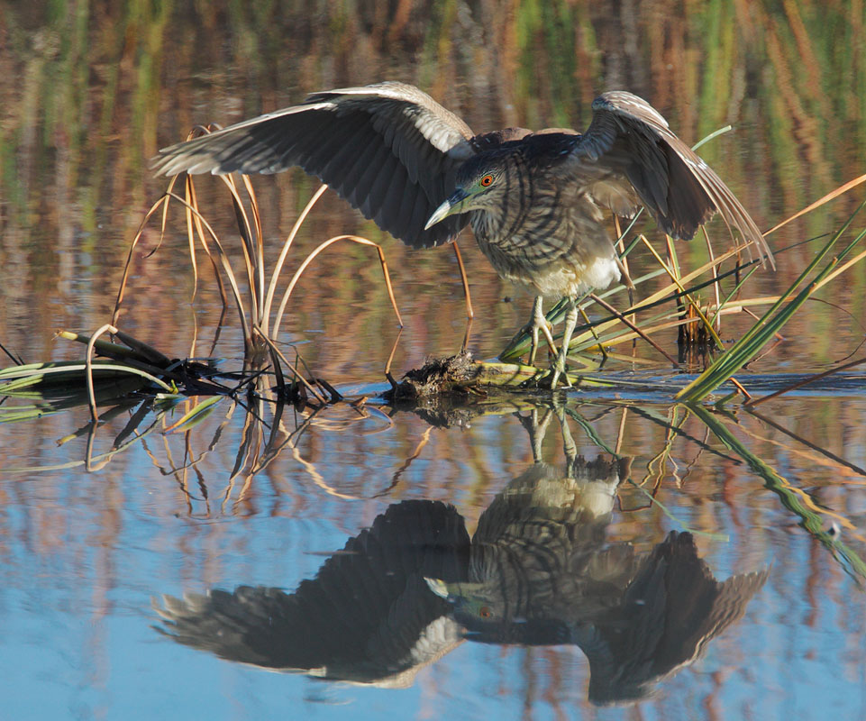 Black-crowned Night-Heron, juvenile