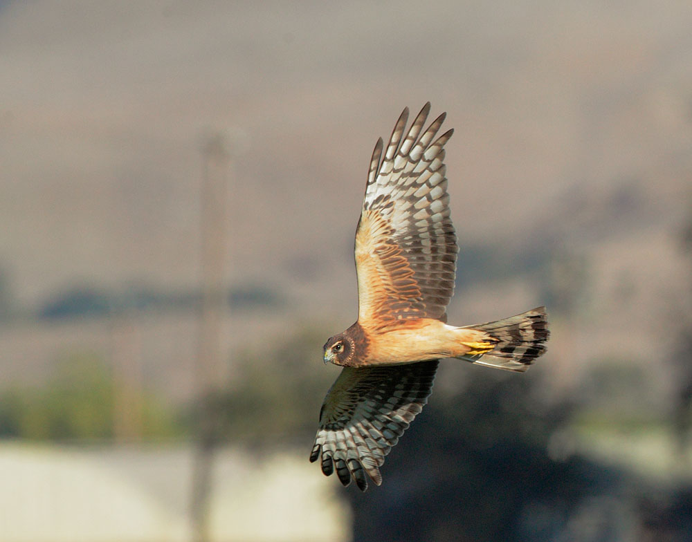 Northern Harrier, juvenile