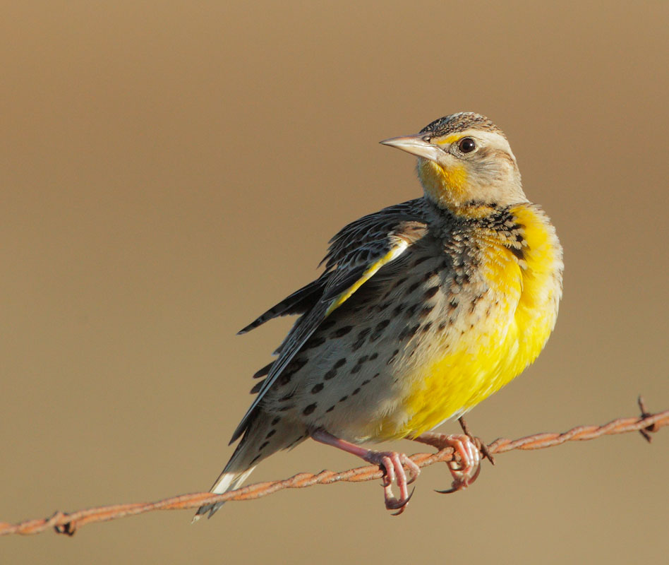 Western Meadowlark