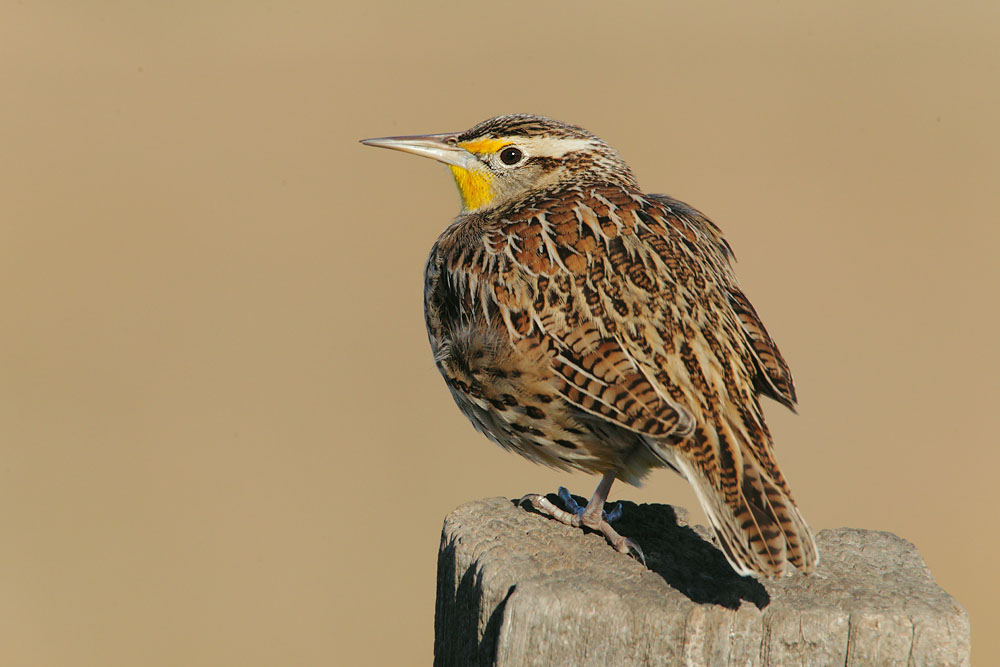 Western Meadowlark